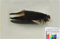 藏品(家燕)的圖片